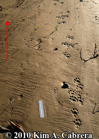 <p>Bounders. Most species move with a loping gait that produces paired tracks or groups of 4. <strong>Pair of front paws together close to pair of rear paws together</strong>. The rear tracks are close to, or sometimes cover, the front tracks.</p>