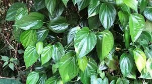 <p>Biological Origin:<strong> Piper betle L. (Piperaceae)</strong></p><p>Common Name:<strong> Betel, Betel Vine, or Ikmo</strong></p><p>Part used: <strong>Leaf</strong></p><p>Medicinal use:</p><p><strong>● Antimicrobial</strong></p><ul><li><p>Antimutagenic activity</p></li><li><p>Odorant and Flavorant</p></li><li><p>Antioxidant</p></li><li><p>Anti-inflammatory</p></li><li><p>Digestive and gastro protective</p></li></ul><p>Secondary metabolites:</p><ul><li><p><strong><u>Piperine (Alkaloid)</u></strong></p></li></ul>