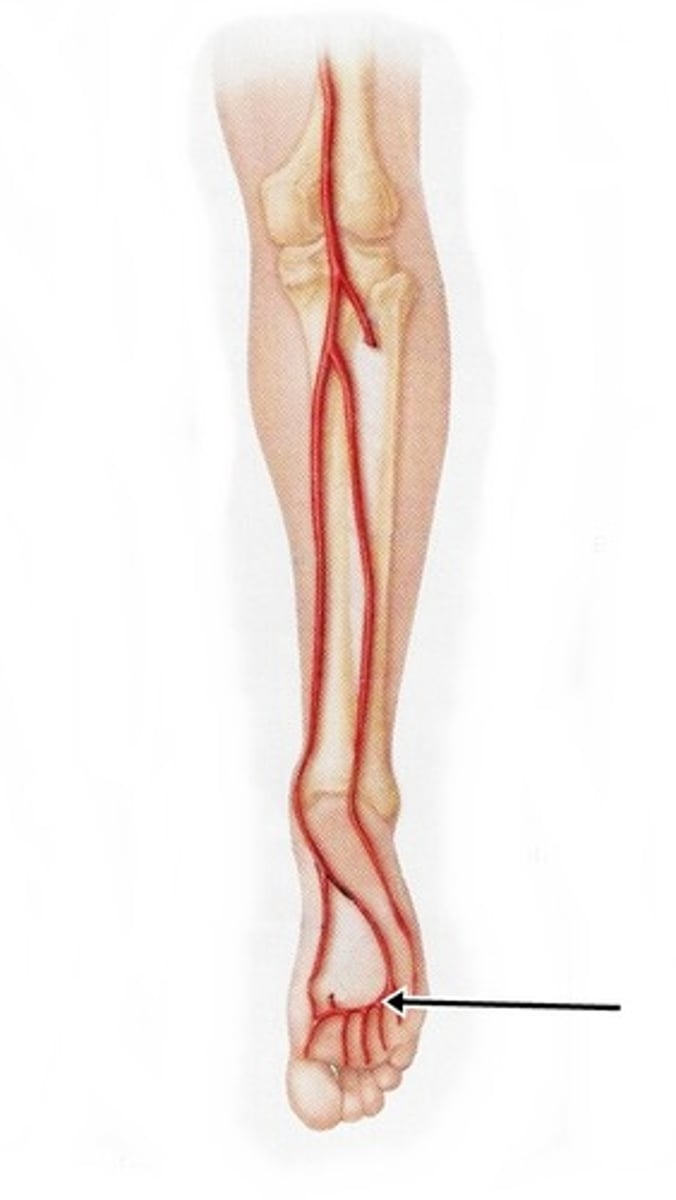 <p>Name the blood vessels.</p>