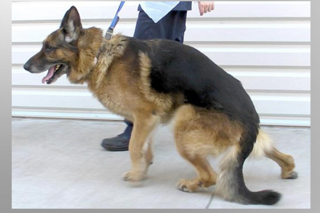 <p>CASE</p><ul><li><p>7yr Male Intact germnan shepherd- working dog</p></li><li><p>decreased willingness to jump into truck</p></li><li><p>low tail carriage</p></li><li><p>difficulty posturing to defecate</p></li><li><p>pain on palpation of the lower back and on tail lift</p></li></ul>