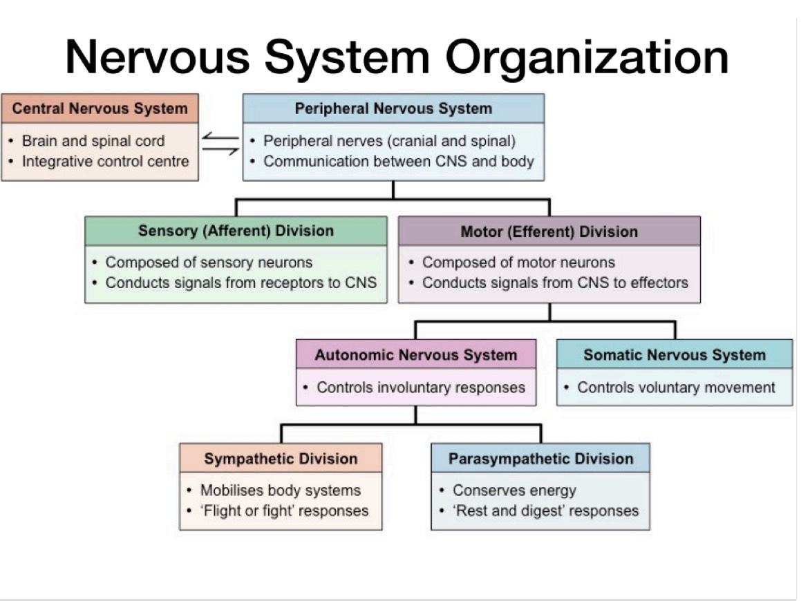 <p>REVIEW THIS CHART</p>