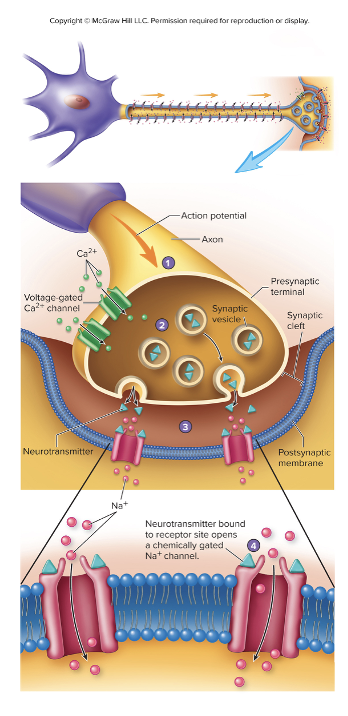 <ul><li><p>Chemical messenger (neurotransmitter) is used to communicate between the cells</p></li><li><p>Release of neurotransmitter occurs due to action potential in the presynaptic terminal&nbsp;</p><ul><li><p>Voltage-gated Ca<sup>2+</sup>&nbsp;channels open ad Ca<sup>2+</sup>&nbsp;entering the axon terminal triggers exocytosis of the neurotransmitter&nbsp;</p></li></ul></li></ul><p></p>