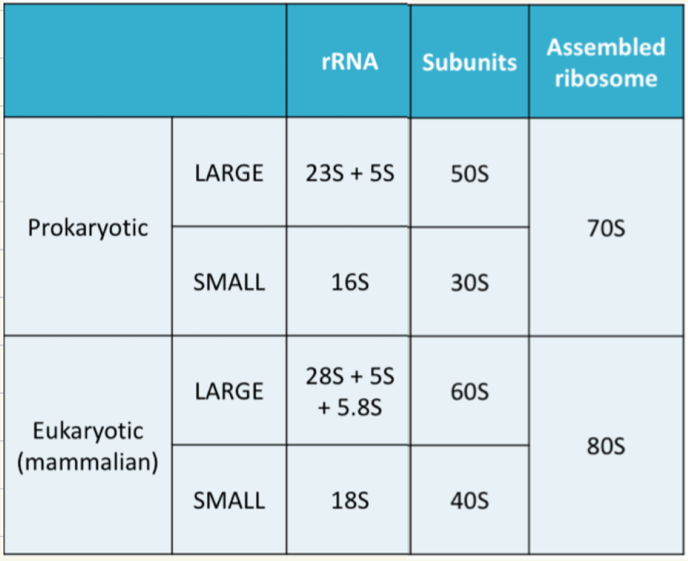 <p>Ribosomes are made of proteins and rRNA</p><ul><li><p>subunit differences can be utilised in drug design.</p></li></ul><p></p>
