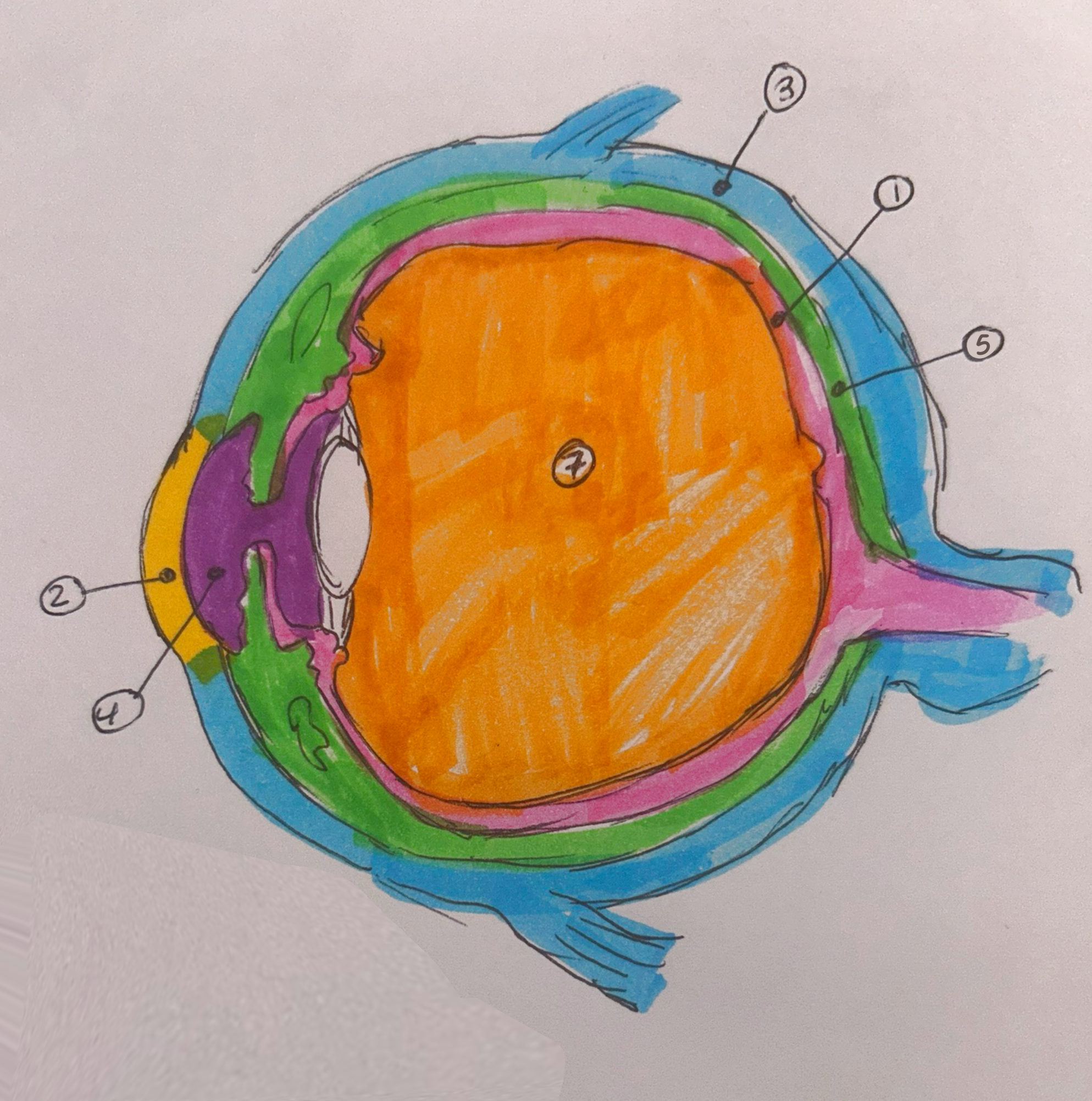 <p>What is the name of structure 4?</p>