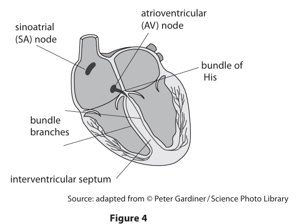 <p>Figure 4 shows the positions of the nodes that regulate the rhythm of the heartbeat.</p><p>The impulse first spreads from the SA node to the AV node. Then the impulse travels through the bundle of His and the bundle branches. There is a time delay at the AV node as the impulse spreads. </p><p>Explain why this time delay is important. (3)</p>