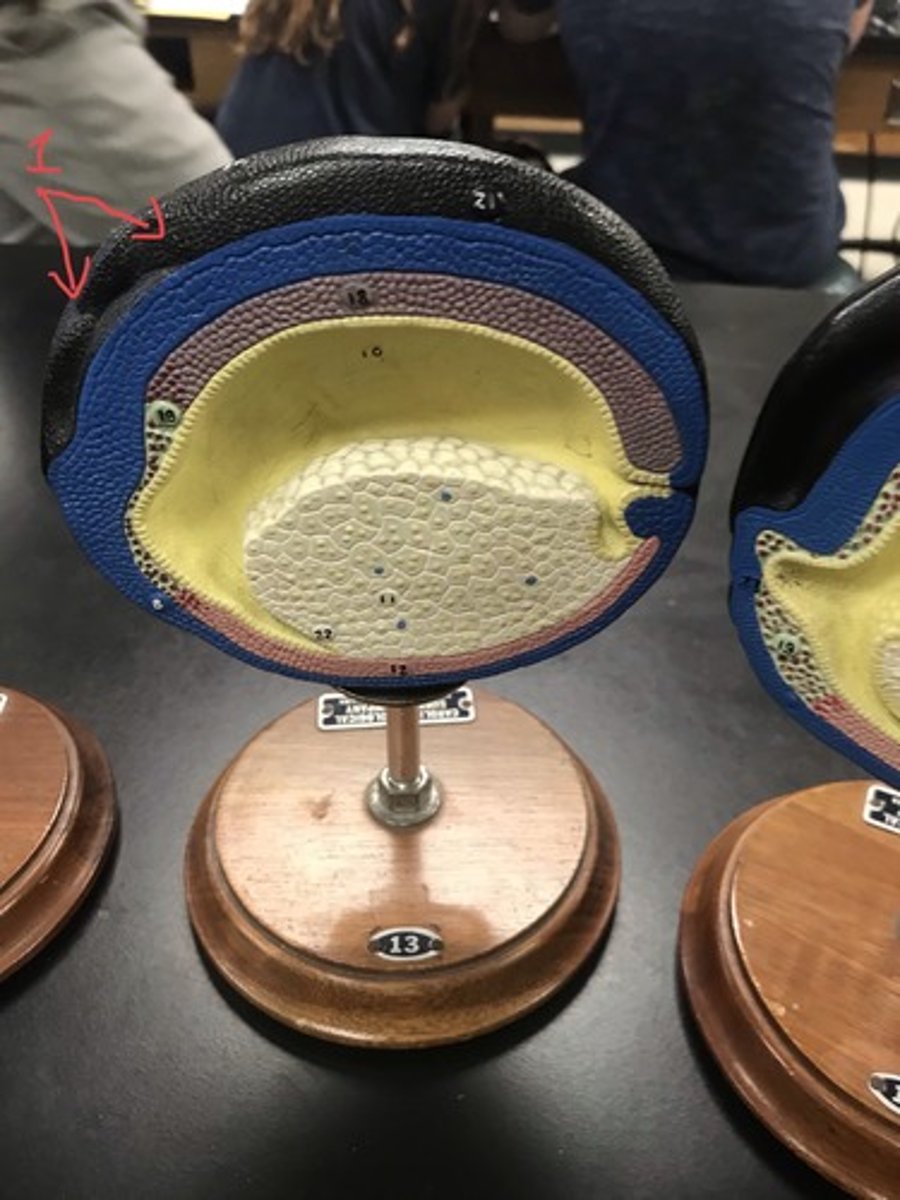 <p>For the following model, give the following:</p><p>1) stage of embryonic development</p><p>2) structures in numerical order</p>