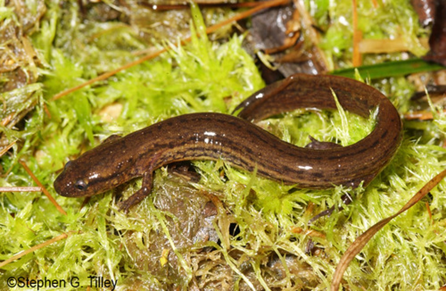 <p>What salamander has:</p><p>- Alternating light and dark longitudinal lines down the lower sides of the body that break up on the tail into a net-like pattern</p><p>- A small, pointed, flattened head</p><p>- Brown or dull yellow coloration </p><p>- A yellow venter with scattered dark flecks</p><p>- A short tail compared to body length</p><p>- 18 costal grooves</p><p>- A range in the lower atlantic (SE) coastal plain in forested swamps/acidic wetlands (almost completely aquatic)</p>