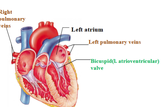 <p><span style="background-color: transparent;"><span>Separates left atrium from left ventricle&nbsp;</span></span></p>