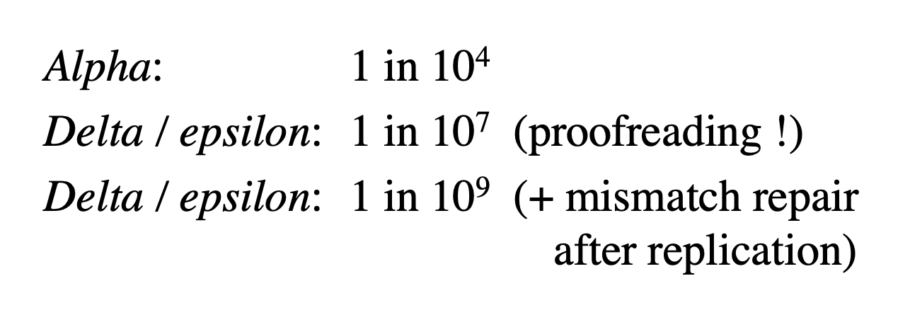 <ul><li><p>pol alpha is the worst</p></li><li><p>pol gamma or epsilon</p></li><li><p>pol gamma or epsilon&nbsp;</p></li></ul><p></p><p><em>Why need low error rate in eukaroytes?</em></p><ul><li><p>multicellular organism</p></li><li><p>other cells rely on these cells</p></li><li><p>→ can get benefits from duplicated genes that are mutated and do not have such a detrimental effect</p></li><li><p>in bacteria etc→ mutations are actually fab</p></li></ul><p></p>