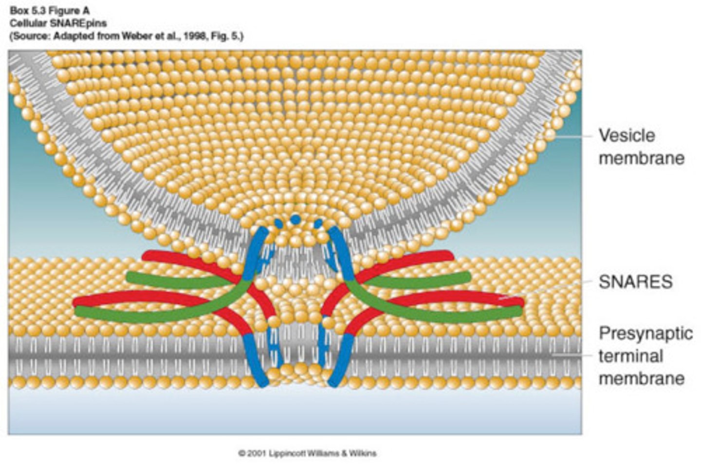 <p>- Synaptic vesicles</p><p>- Presynaptic membrane</p>
