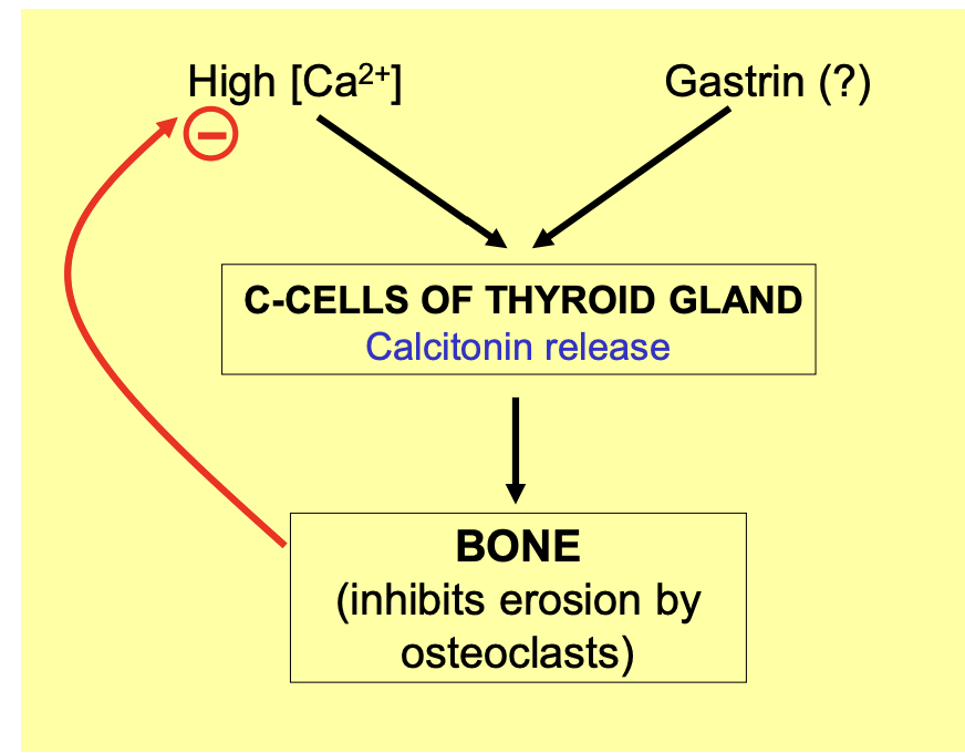 <ol><li><p>increased plasma [Ca} levels acting directly on the C-cells</p></li></ol><p></p>