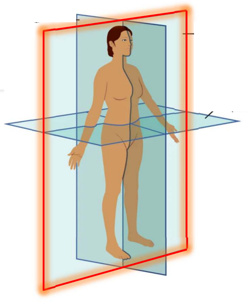 <p>It is also called coronal plane, where it divides the body or organ into anterior and posterior</p>