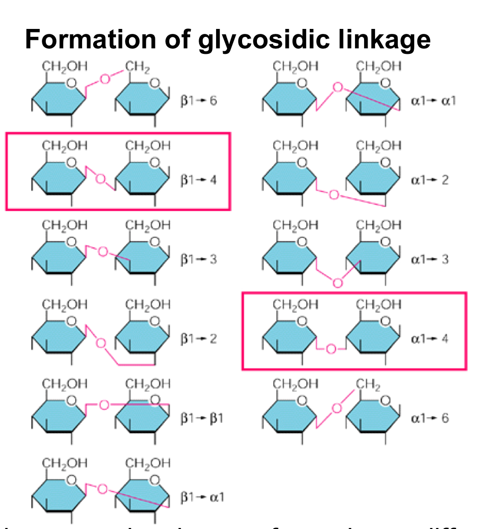 <p>Sugar polymers (polysaccharides) are formed by covalent bonds called glycosidic linkages between the C-1 of one sugar with any OH-group of the second sugar, but only two links are interesting to us: alpha1,4 giving rise to maltose and eventually starch, and beta1,4 giving rise to cellobiose, and eventually cellulose.</p><p>In starch, bulky CH2OH groups are all on the same side, bending the polymer resulting in the shape of a spiral.</p><p>When starch is unbranched is is amylose in plants; moderately branched = amylopectin in plants; highly branched = glycogen in animals</p><p>On the other hand, the second glucose in cellobiose is flipped (with the CH2OH group pointing downwards) compared to starch, which has huge structural implications. You now get a very symmetrical, straight molecule = better hydrogen bonding. Cellulose = always unbranched, parallel strands joined by hydrogen bonds</p>