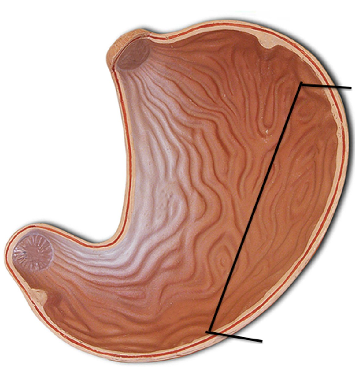 <p>curve on inferior side of stomach</p>