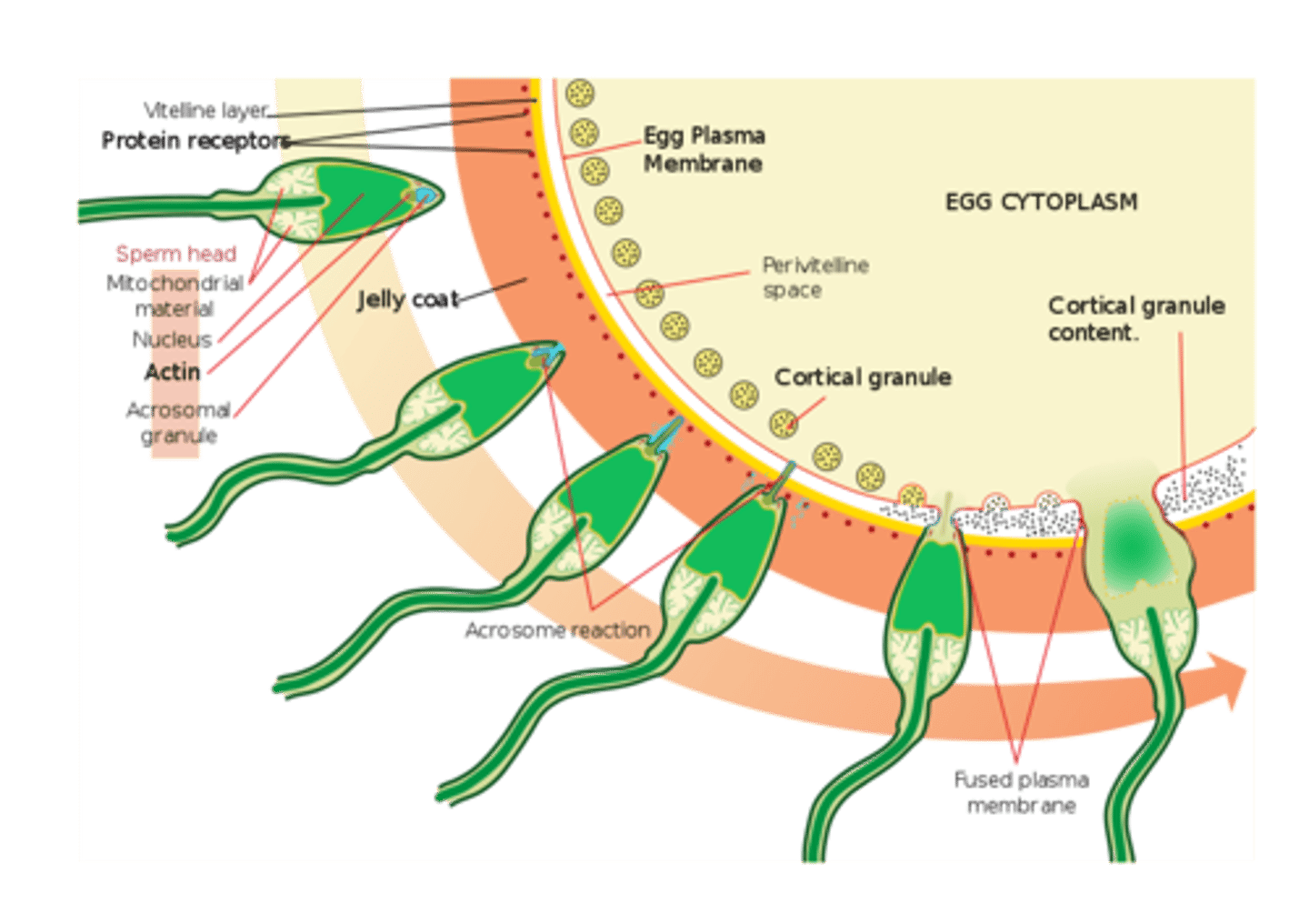 <p>there is an exocytosis of cortical granules from the egg cell</p>