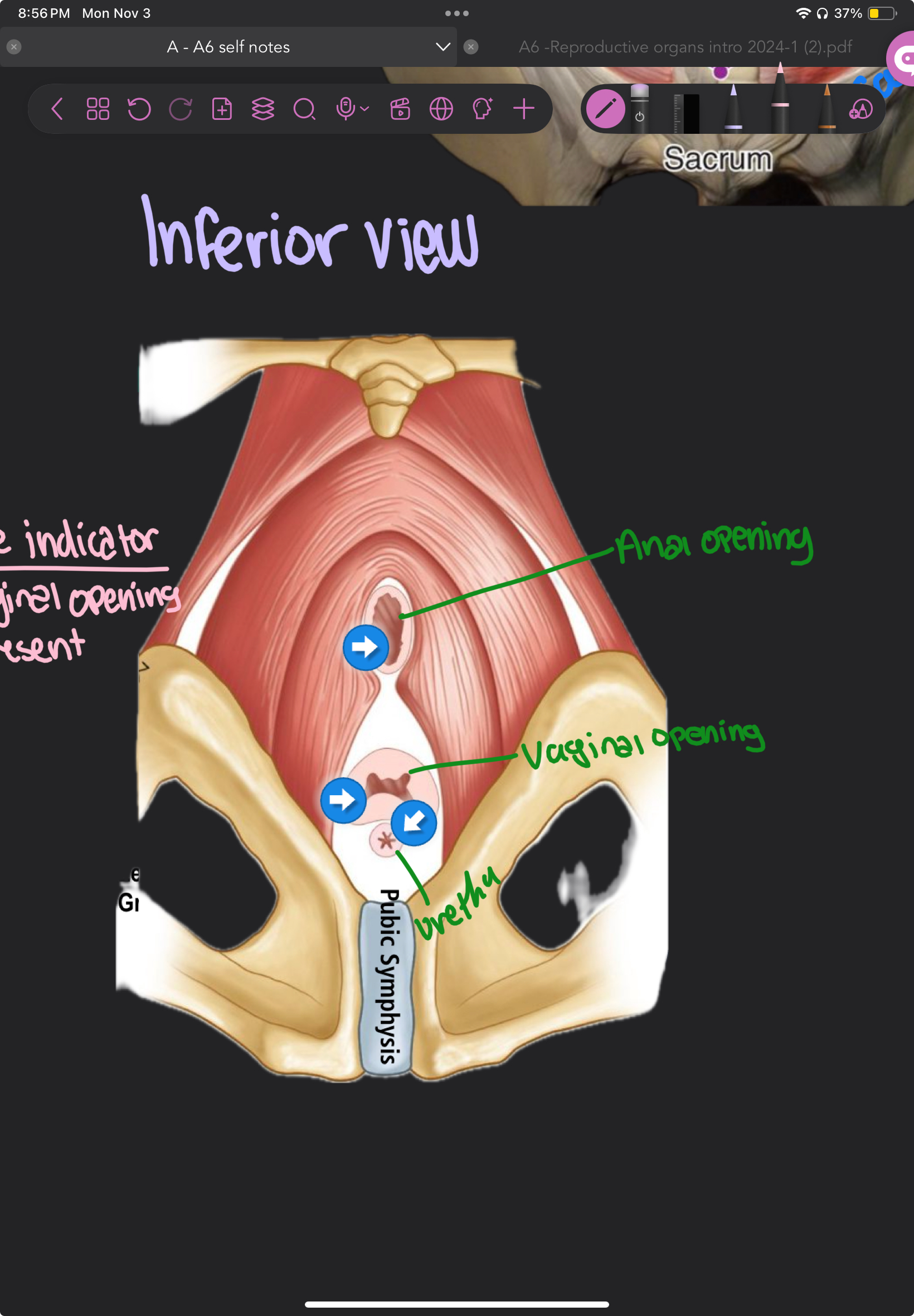 knowt flashcard image