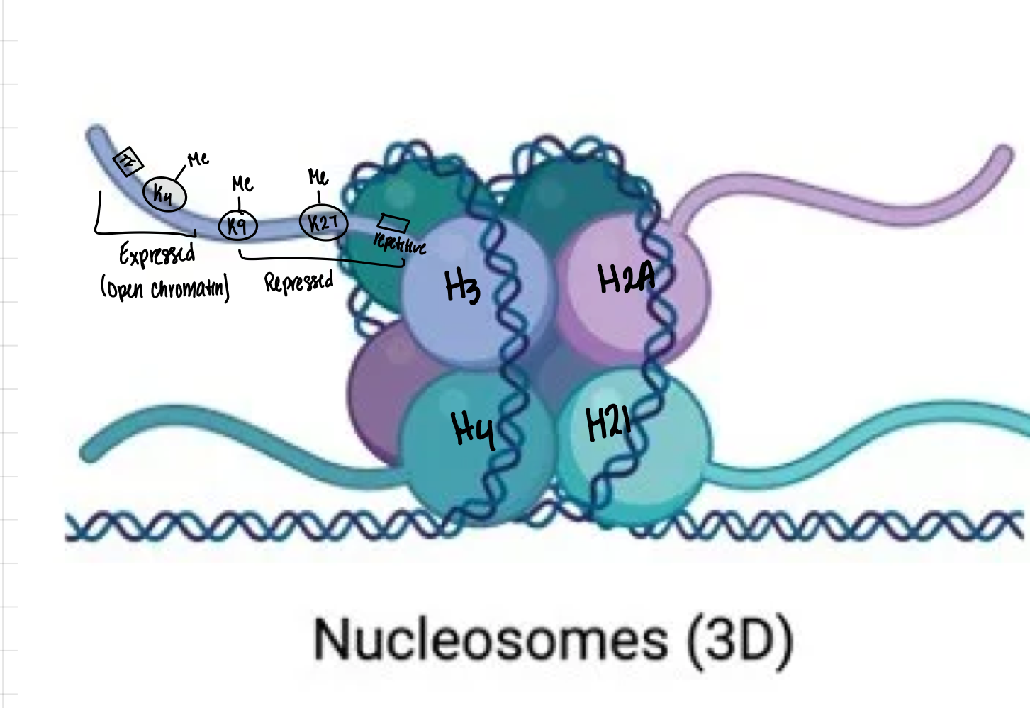 <p>Open chromatin, <strong>H3K4me3</strong>, <strong>H3K9ac</strong>, transcription factor binding, and <strong>low</strong> DNA methylation</p>