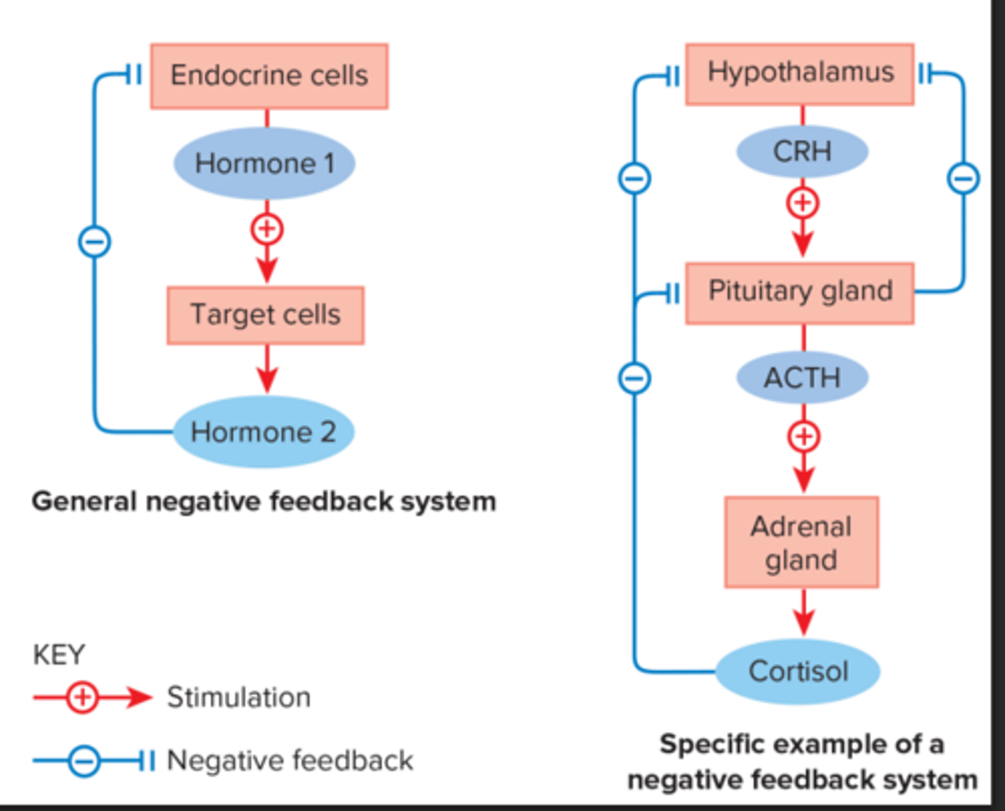 <p>negative feedback loop: pattern in which output is constantly compared to setpoint</p>