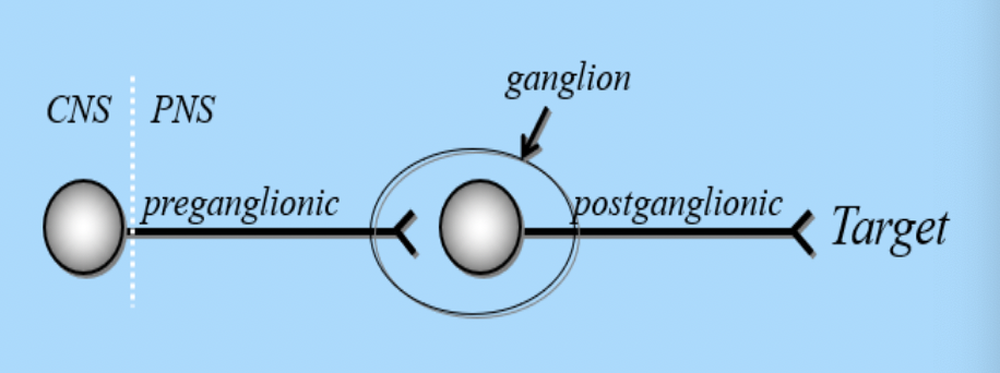 <p><span>Sort the following effects as resulting from increased parasympathetic or sympathetic tone.&nbsp;</span></p>