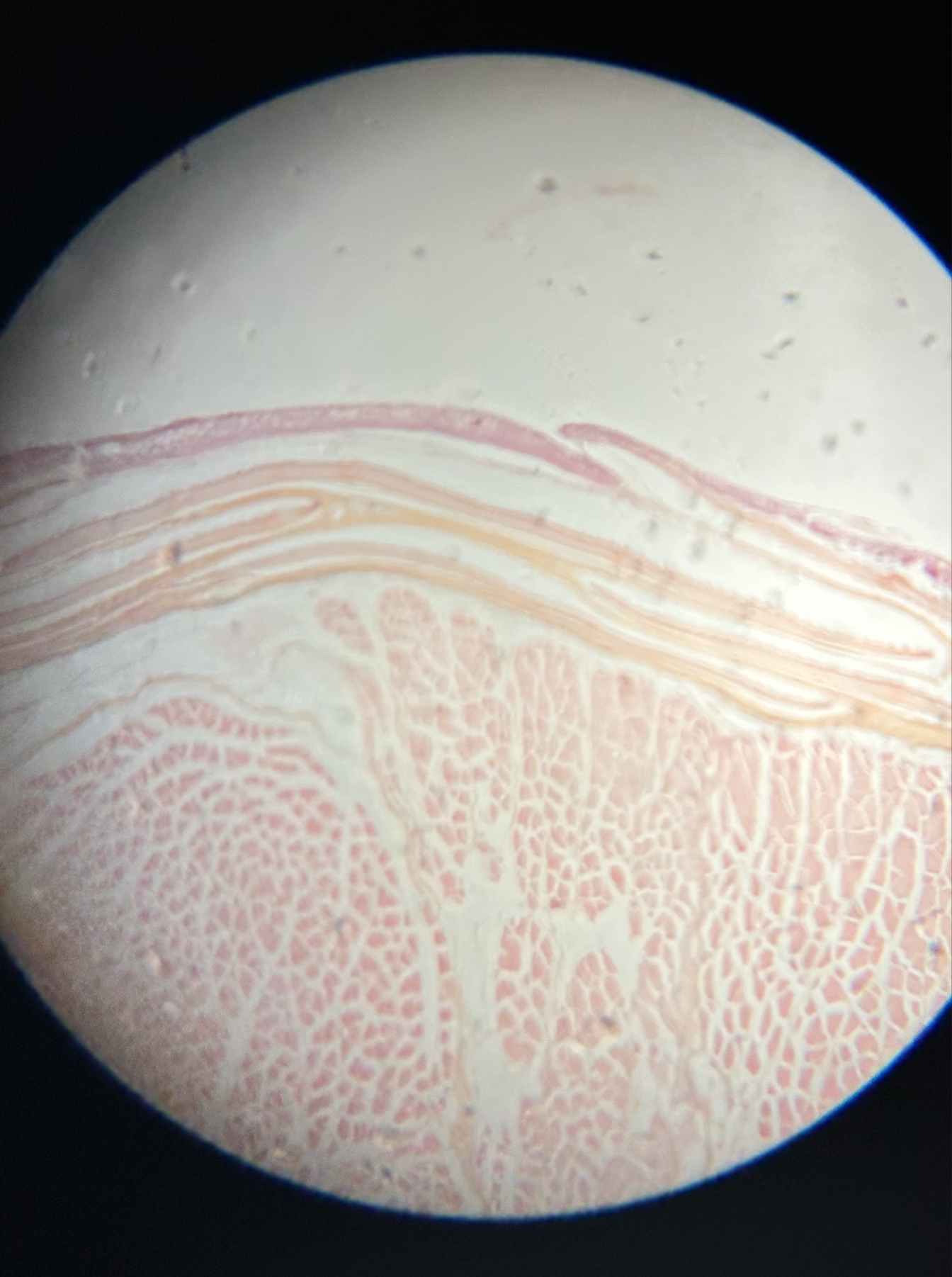 <p>what specimen is this?</p><p>identify the epidermis, dermal scale, and musculature</p>