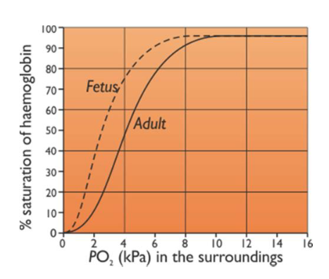 <p>Foetal haemoglobin has a higher affinity for oxygen at the same partial pressure than adult haemoglobin → oxygen dissociation curve shifts to the left</p>