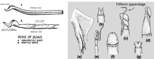 <p>which penile shape is associated to which animals?</p>