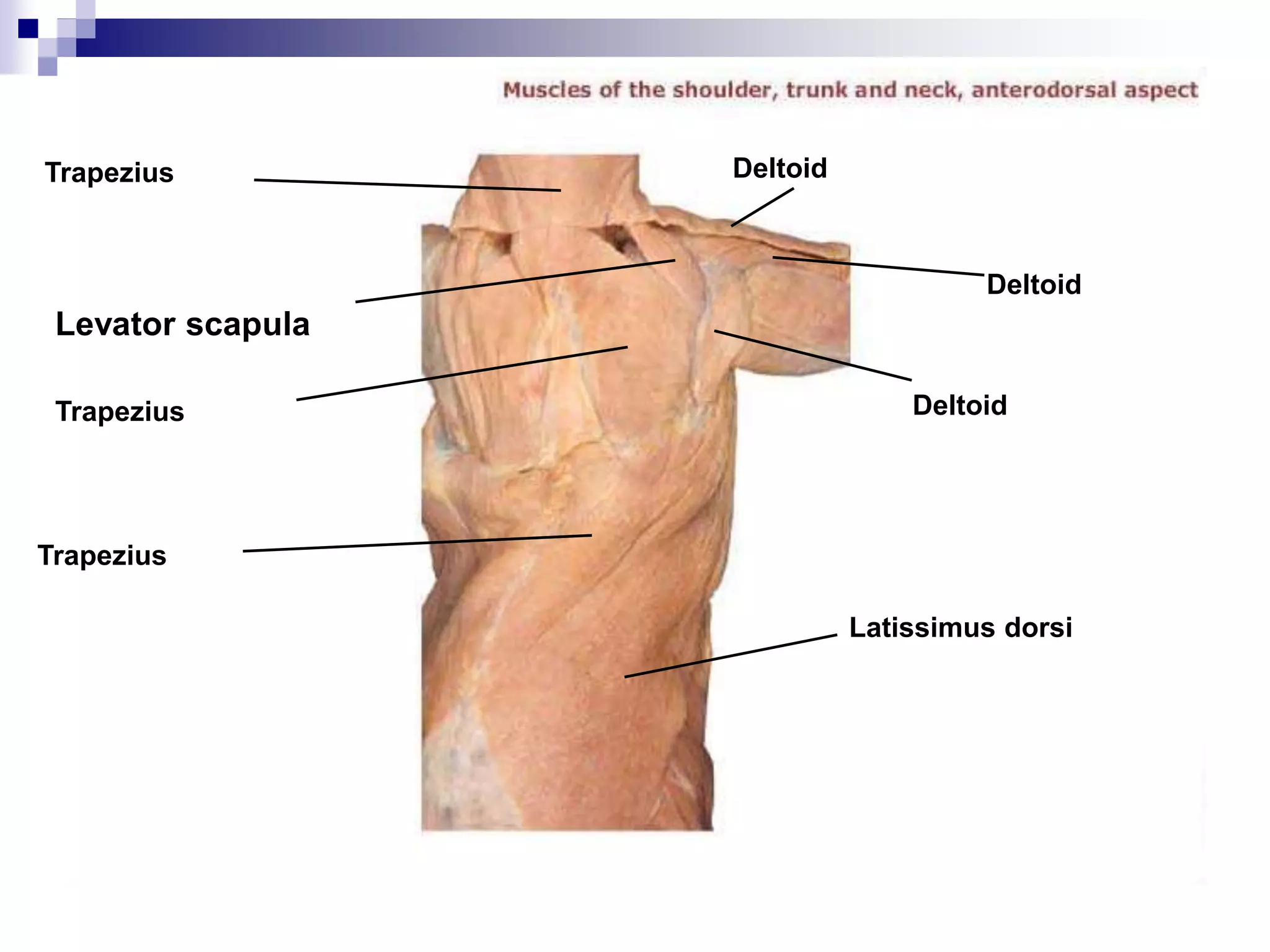 Deltoid Function
