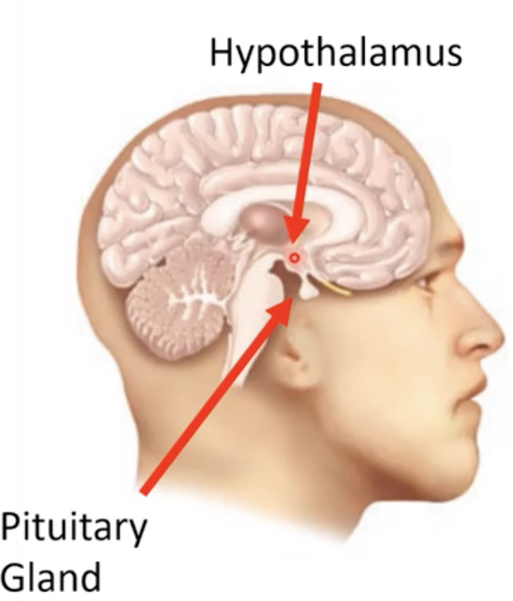 <p>-Hypothalamus is region of brain that regulates numerous physiological functions and is the main link between endocrine and nervous system</p><p></p><p>-Sends nerve signals to brain areas and also synthesises and releases hormones by the involvement of pituitary gland</p>