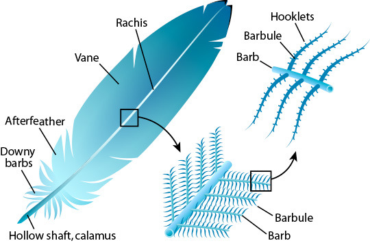 <p>Vane = Either side of central rachis </p><ul><li><p>Consist of series of barbs with interlocking barbules </p></li></ul><p></p>