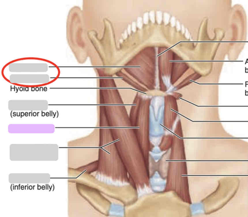 <p>Anterior neck (deep)</p>