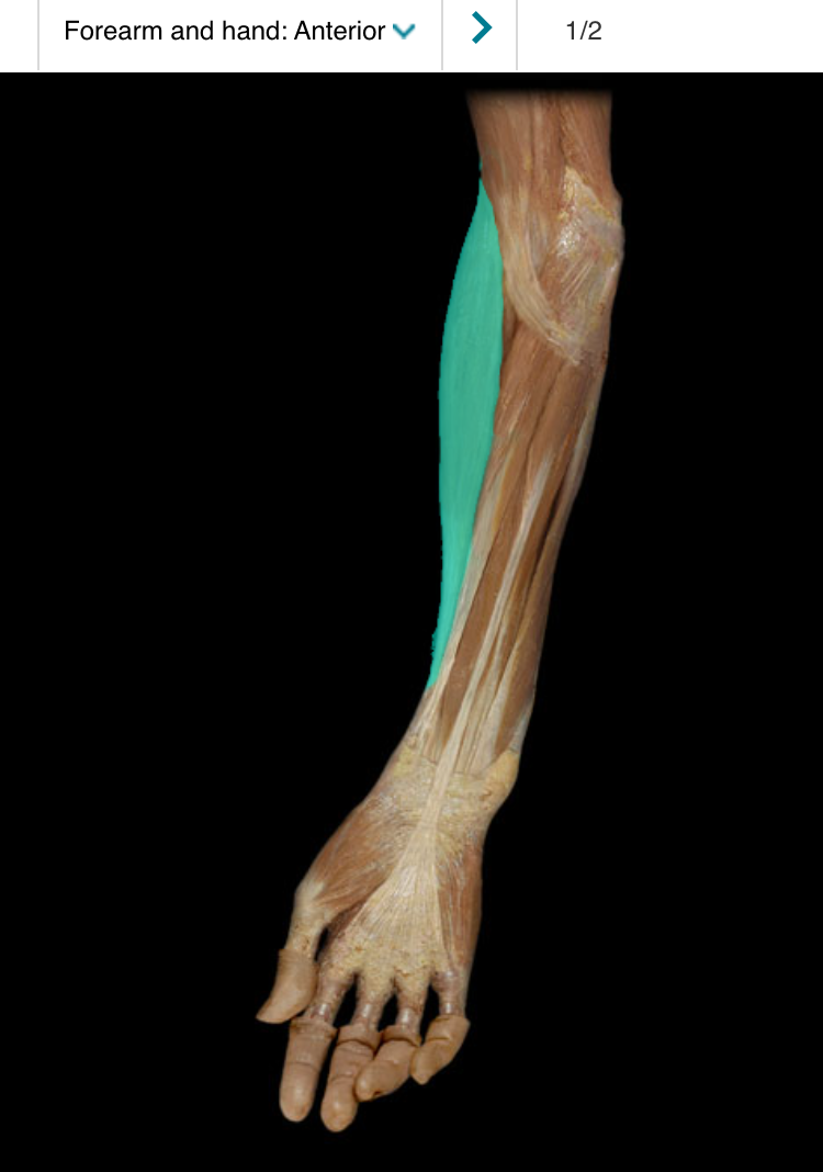 <p>A muscle located in the upper arm that assists in flexing and adducting the shoulder joint. It originates from the coracoid process of the scapula and attaches to the mid-humerus. </p>