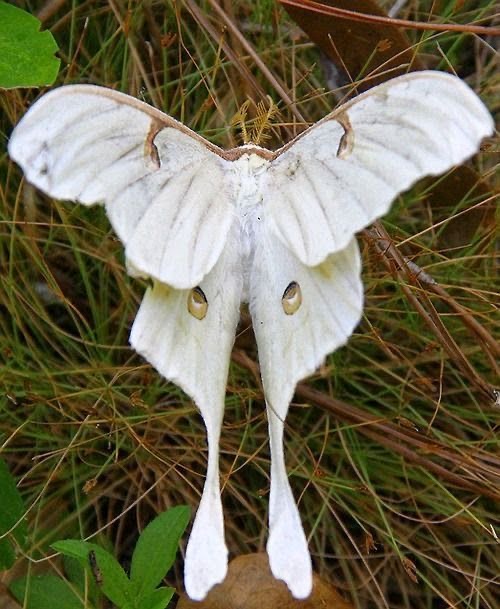 <p>Moth</p>