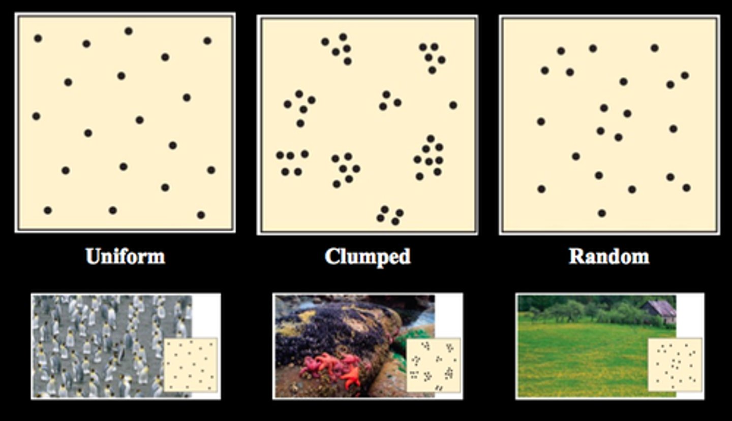 <p>How individuals in a population are spaced out across the range. Clumped (most common), uniform, random (plants).</p>