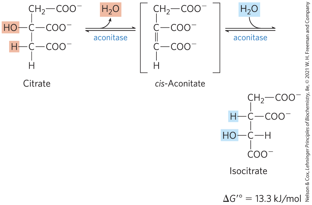 <p><strong>aconitase</strong> <strong>(aconitate hydratase)</strong> = catalyzes the <strong>reversible transformation</strong> of <strong>citrate to isocitrate</strong> through the intermediate cis- aconitate</p>