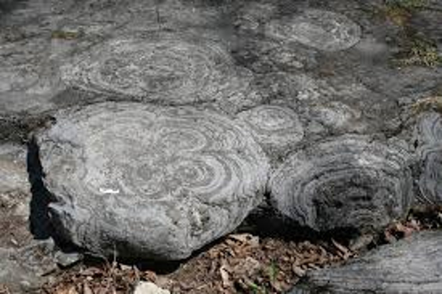 <p>Mats of mineralized cyanobacteria</p>