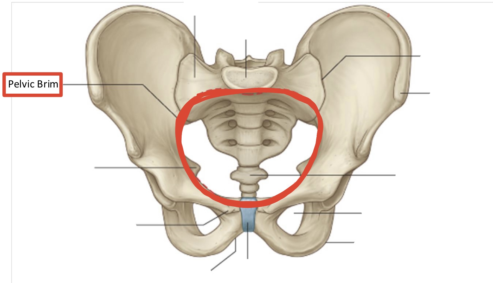 <p><span>Pelvic brim</span></p>
