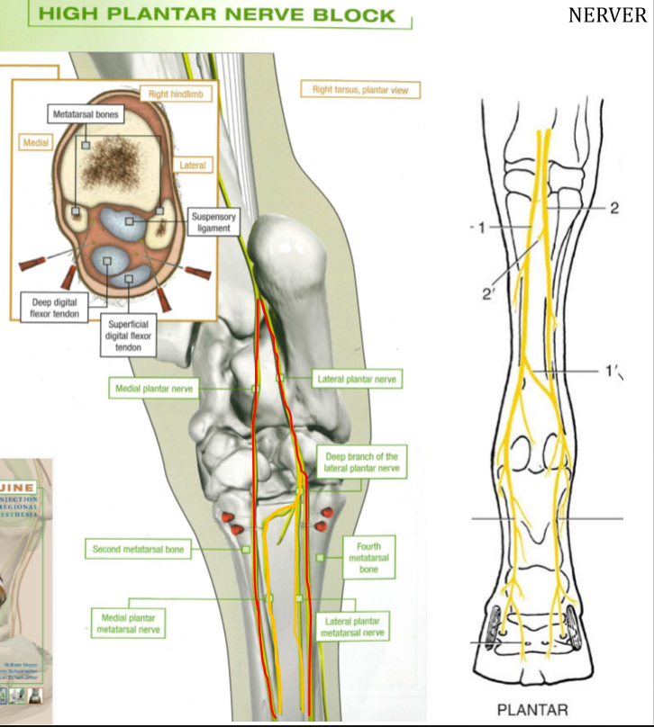 <p>Röd, från nervus tibialis → Vad?</p>