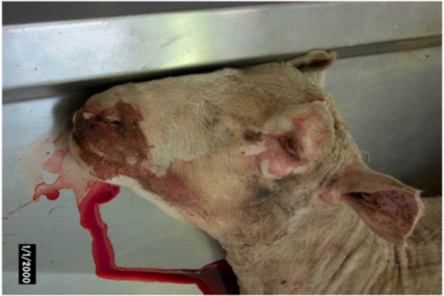<p>1. Domestic Ruminants/Equids</p><p>2. &lt;3 Days</p><p>3. Bleeding from all orifices of the body. Petechiation of Mucous Membranes, Fever, depression, difficulty breathing, loss of appetite. Bloody milk/diarrhoe, Swelling under the skin of the throat, chest, abdomen</p>