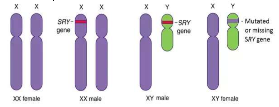 <p>A gene on the Y chromosome that causes one to be biologically male; when it crosses over to the X chromosome it can cause XX males, and when it is mutated, it can cause XY females (both very rare)</p>