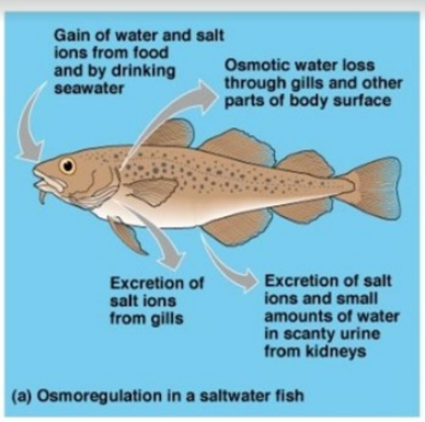 Osmoconformers cannot regulate their water and solute concentrations, their body fluids fluctuate with the changing solute concentration of their external environment.