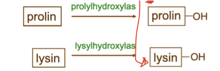 <p>Prolin och lysin. Proteiner bestående av 3 polypeptider kan bilda <strong>trippelhelixar</strong> som stabiliseras av vätebindningar. Det sker genom att en OH-grupp adderas:</p><ul><li><p><strong>Hydroxyprolin</strong></p></li><li><p><strong>Hydroxylysin</strong></p></li></ul>