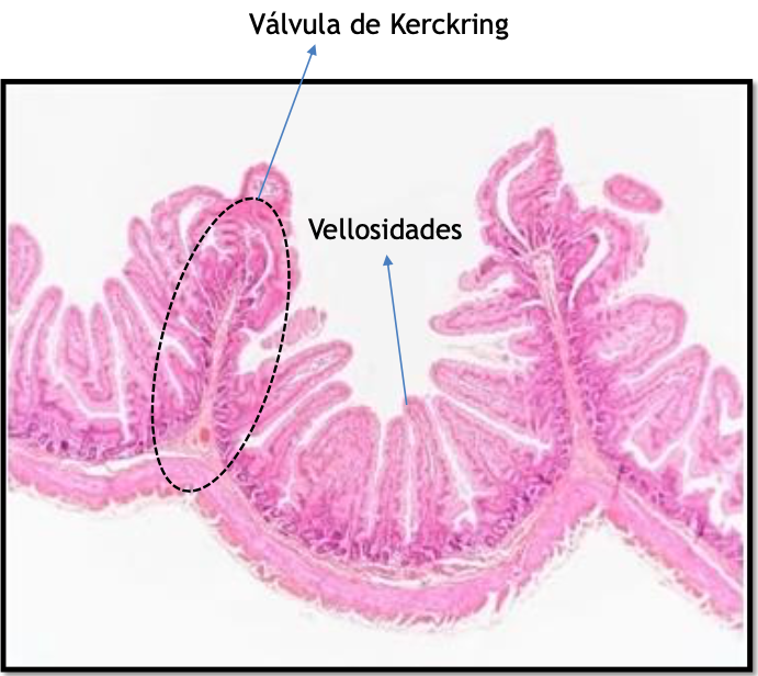 <p><strong>Válvula de Kerkring: </strong>Pliegues semilunares de la mucosa y submucosa.</p><p></p><p><strong>Vellosidades intestinales:</strong> Evaginaciones digitiformes de la mucosa con núcleo de tejido conjuntivo.</p><p></p><p><strong>Cripta de Liberkuhn: </strong>Desembocan en las vellosidades y se extienden desde la lámina propia hasta la muscular de la mucosa.</p><p></p><p>Aumentan la superficie de absorción.</p>