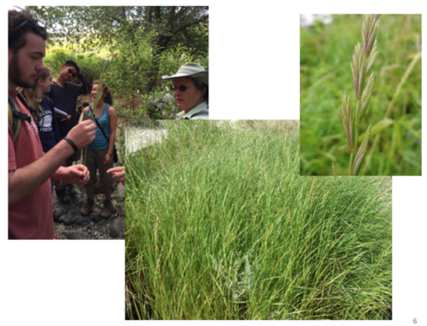 <p>Creeping wild rye</p>