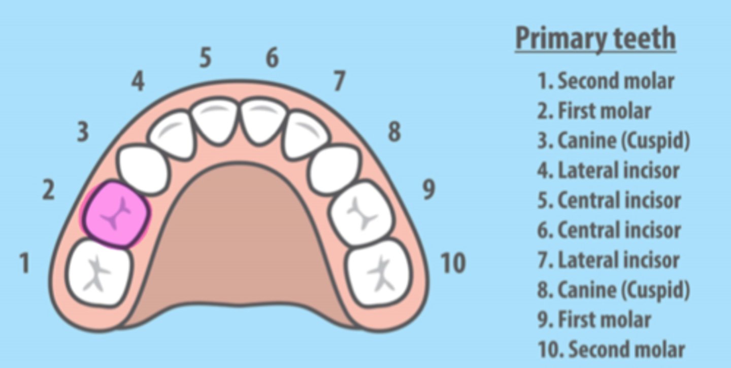<p>Maxillary Right Primary First Molar</p>