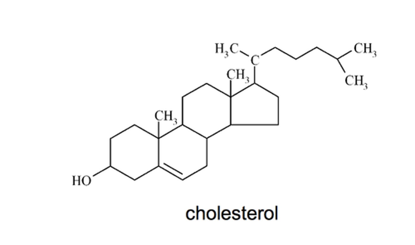 <p>molecule with four fused carbon rings that behaves like a a lipid (can cross the lipid bilayer of the cell membrane</p>