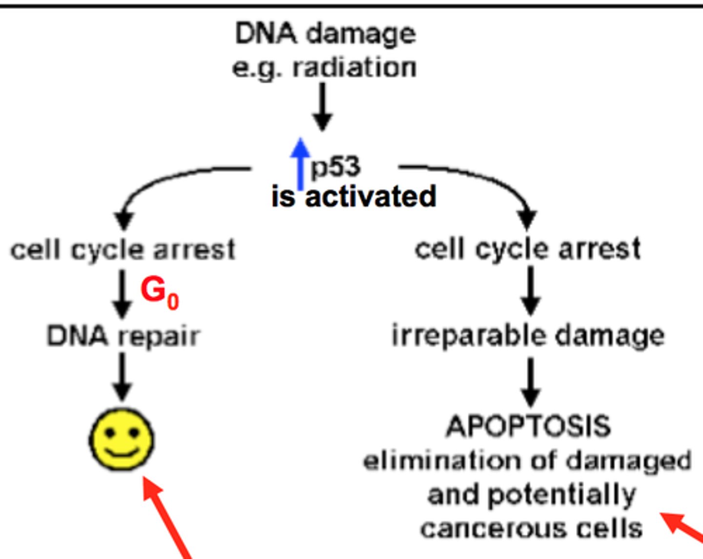 <p>This is one of the most common mutations that will lead to cancer formation</p><p>- a mutation of the gene that produces p53</p><p>When this gene is mutated the cell cycle will not stop to repair the damaged or mutated DNA and this will allow for mutations to accumulate and then will allow the cancerous cell to continue to divide continuously without the regard for the quantity or quality of cells that are produced</p>