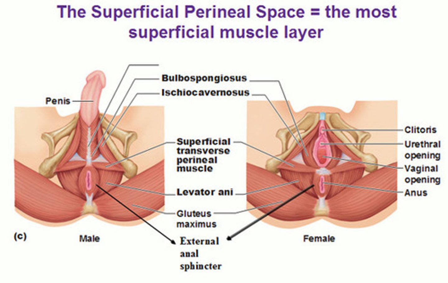 <p>external region between the anus and scrotum in the male</p>