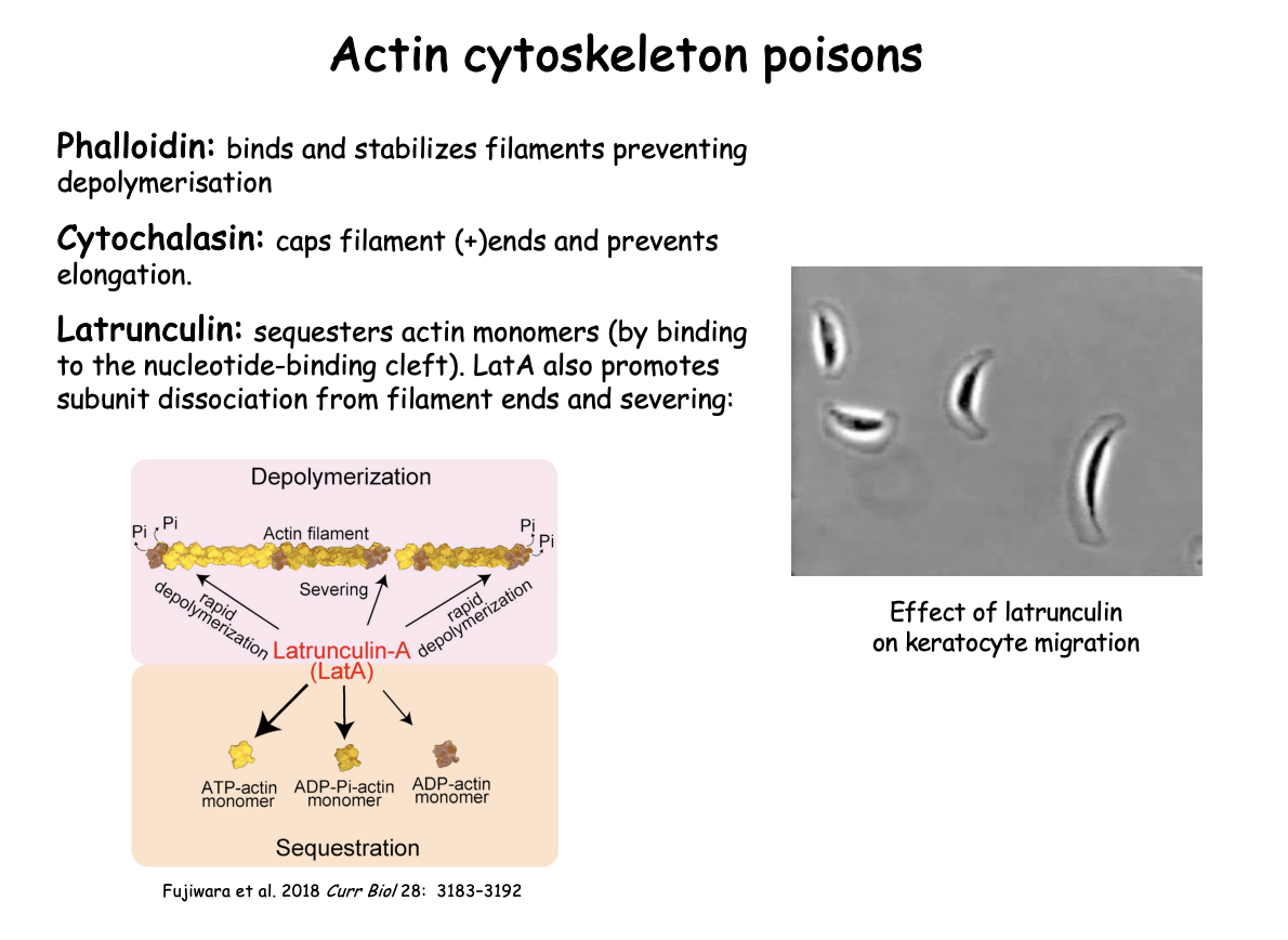 <ul><li><p>from certain sponges</p></li></ul><p>what it does</p><ul><li><p>sequesters actin monomers and prevents polymerisation into filaments</p></li></ul><ul><li><p><strong>LatA</strong>→promotes subunit dissociation from filament ends and severing</p></li></ul><p>Effect on keratocyte migration demonstrates:</p><ul><li><p>requirement for actin polymerisation in generating protrusion at the <strong>leading edge and associated movement</strong></p></li><li><p><strong>i.e shows essential for movement</strong></p></li></ul><p></p>