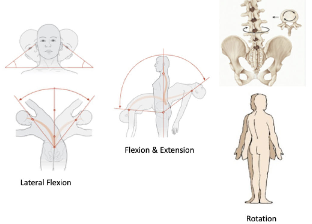 <p><strong>Lateral flexion</strong>: Vertebral column bends to the side</p><p><strong>Flexion/Extension</strong></p><p><strong>Rotation (twisting)</strong></p>