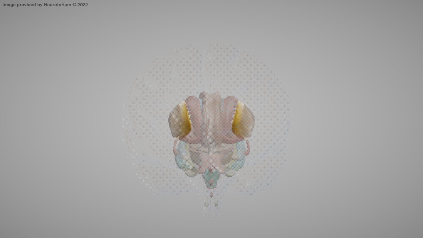 <p>Part of the basal ganglia; involved in motor control and learning</p>